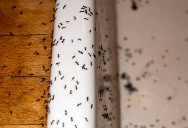 Best Wildlife Control Services  in Blair, WI